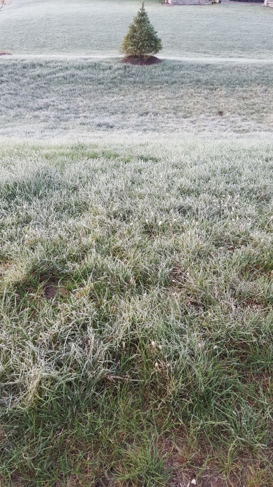 My first frost!!!